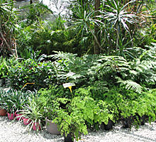 cheap garden shurbs