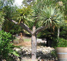 Four Seasons Nursery Wanneroo