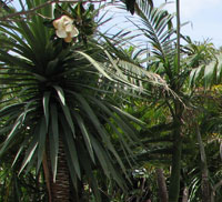 cycad- planting