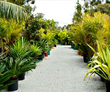 we have a large range of cycads and palms