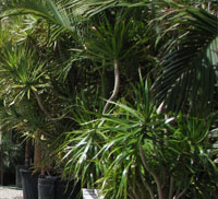 growing cycads