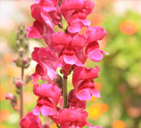 growing snap dragons