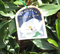 magnolias wanneroo