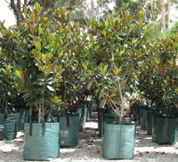 magnolias planting
