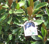 magnolias perth