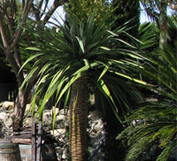 planting cycads