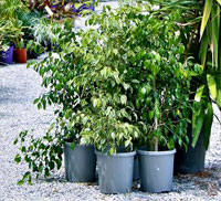 planting shrubs