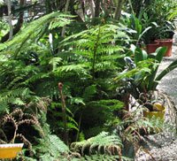 shrubs wanneroo