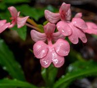 snap dragon care