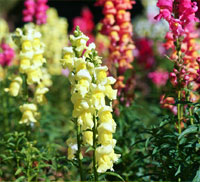 snap dragon perth
