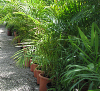 indoor palm