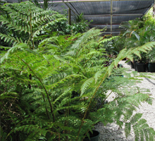 indoor palms